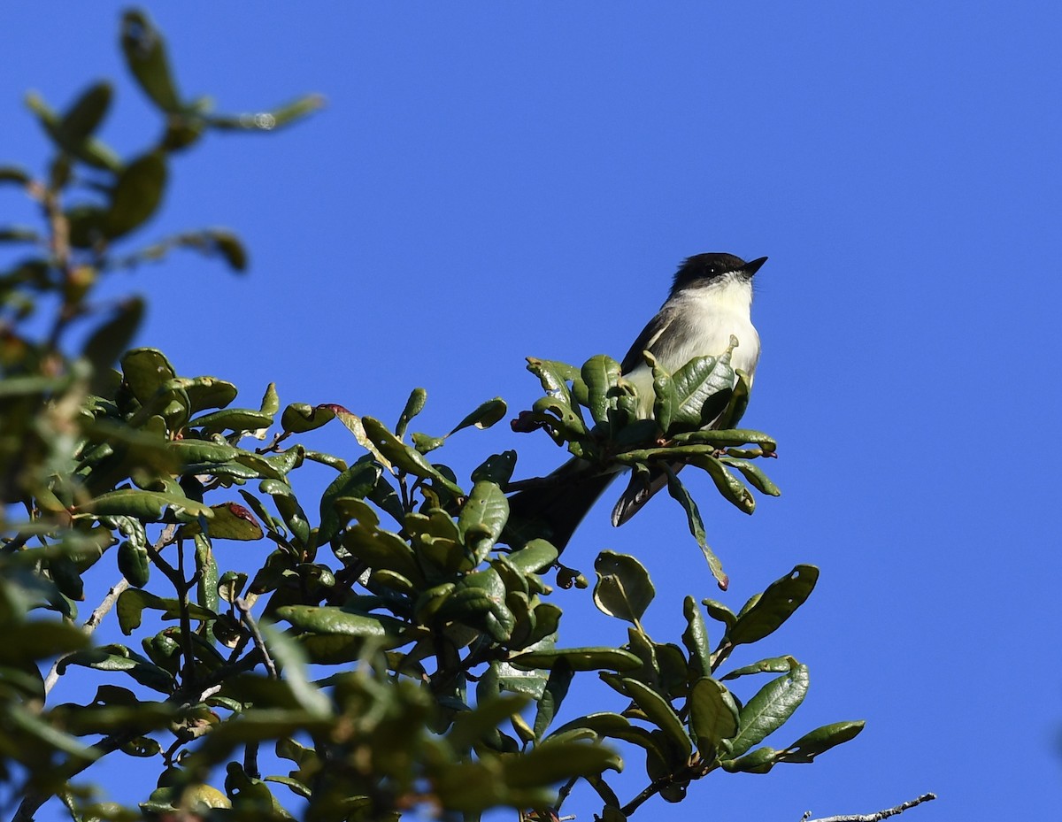 Eastern Phoebe - ML645992576