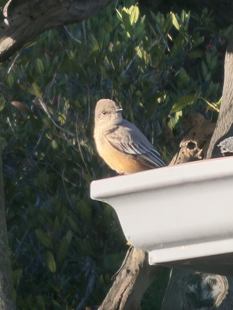 Say's Phoebe - ML645992579