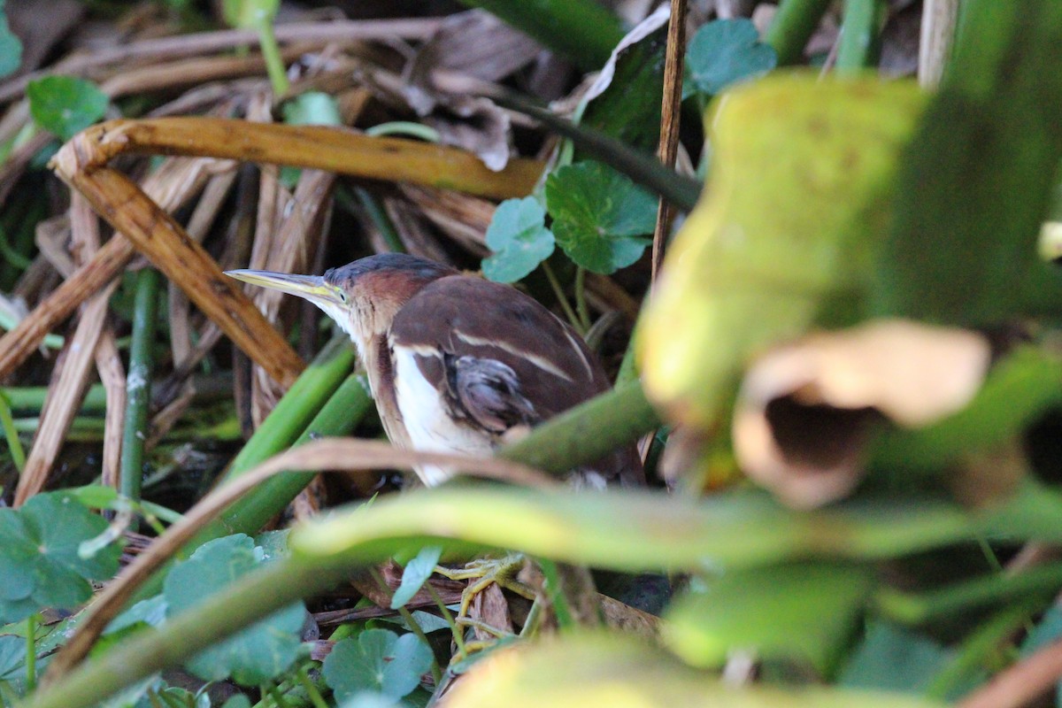 コヨシゴイ - ML645992580