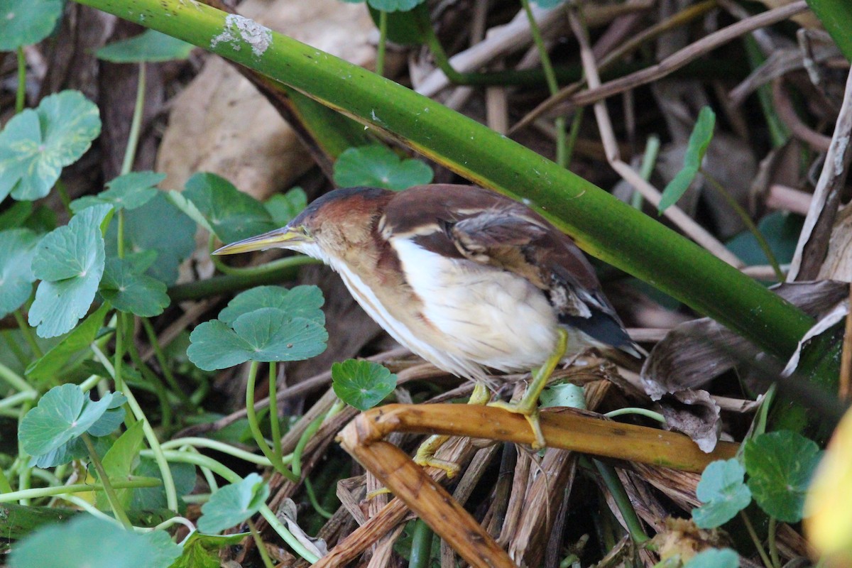 コヨシゴイ - ML645992581