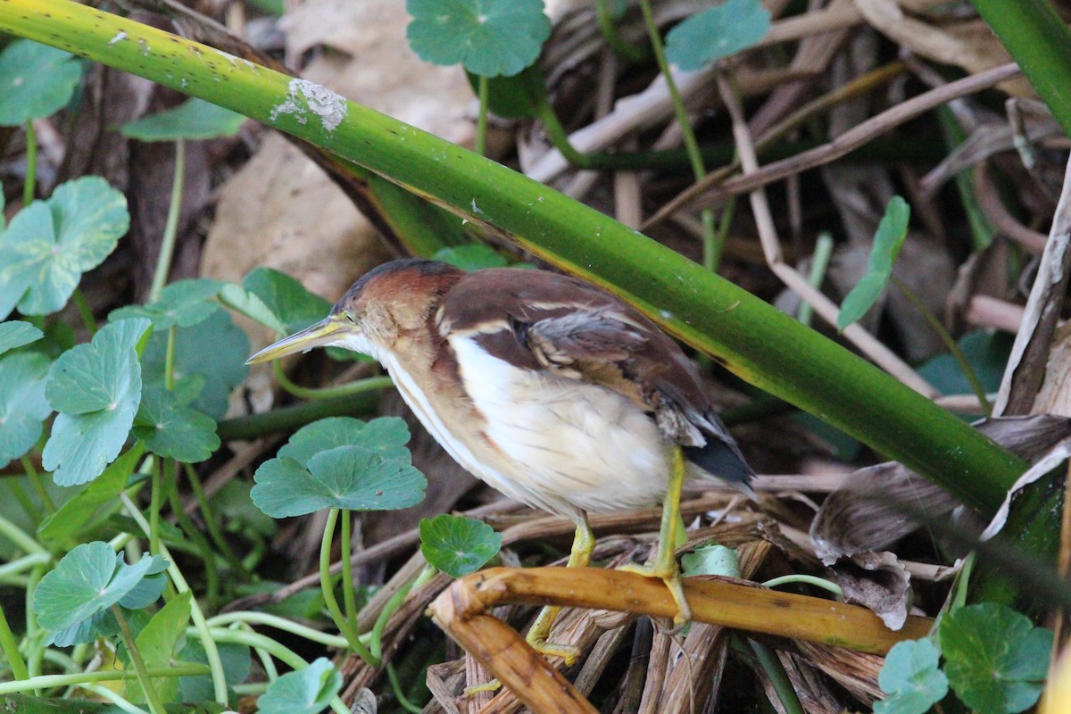 コヨシゴイ - ML645992582