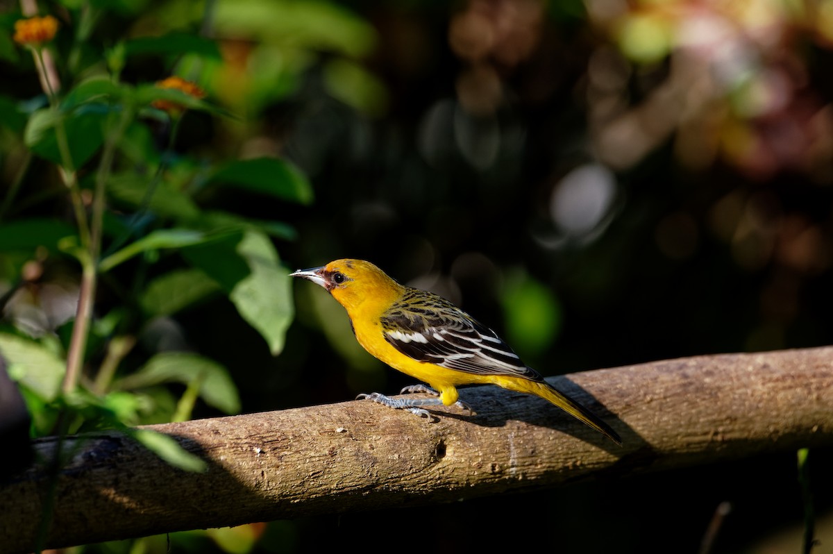 Streak-backed Oriole - ML645992583