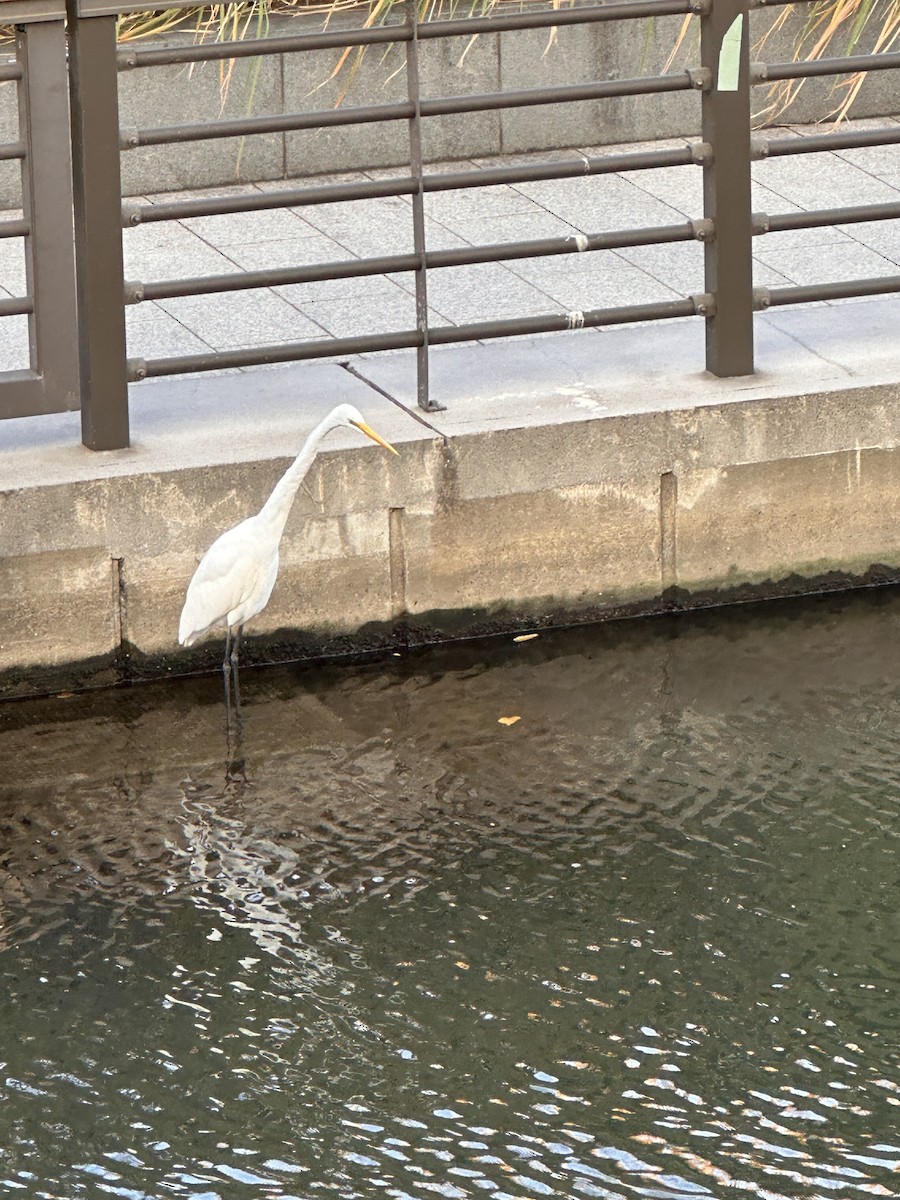 egretthegre - ML645992587