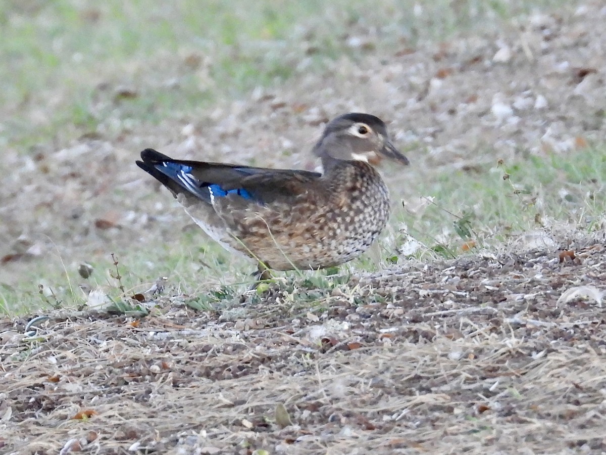 Wood Duck - ML645992596