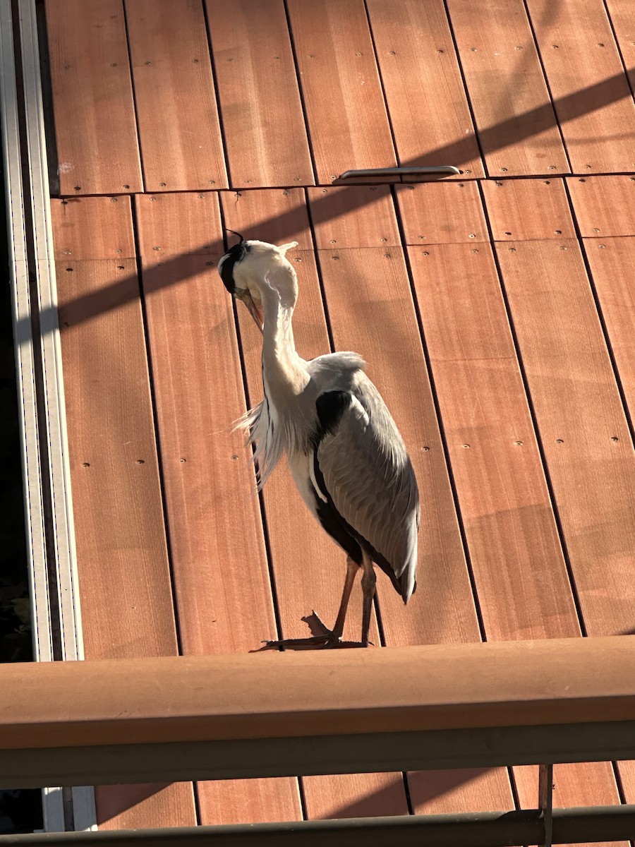 gråhegre - ML645992597