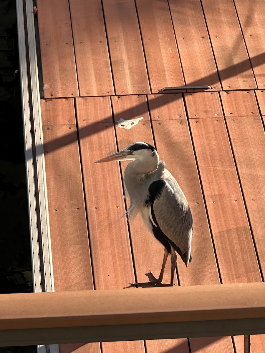 gråhegre - ML645992598