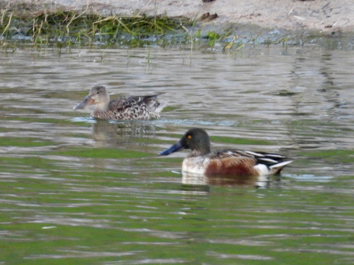 Northern Shoveler - ML645992601