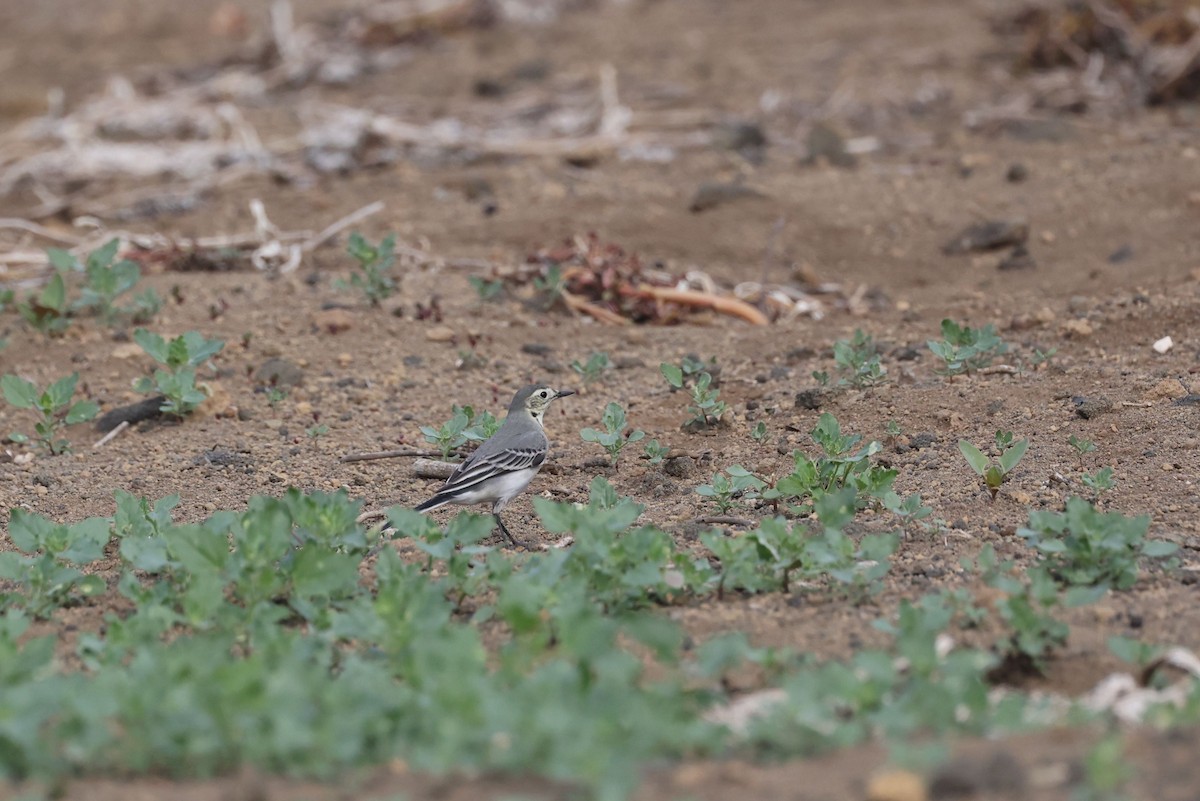 konipas bílý - ML645992606