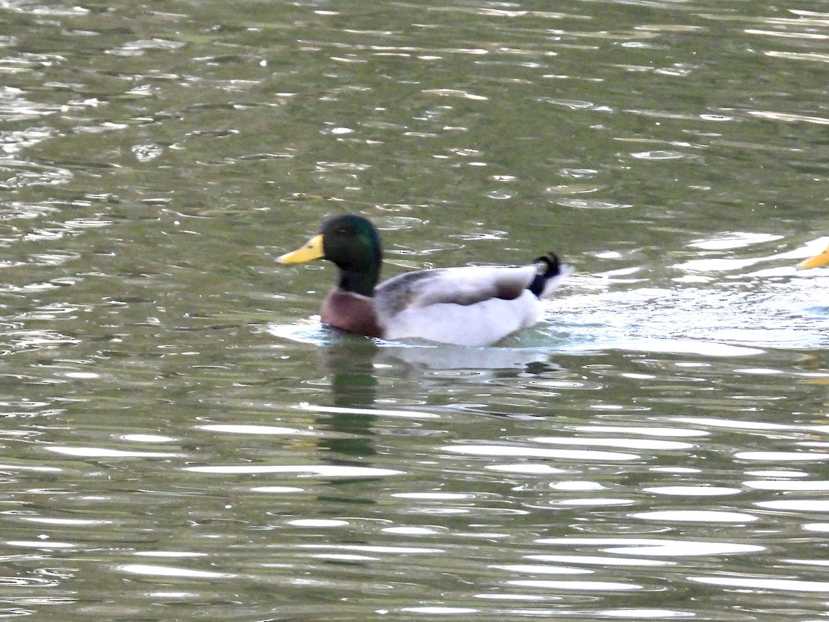 Mallard - ML645992608