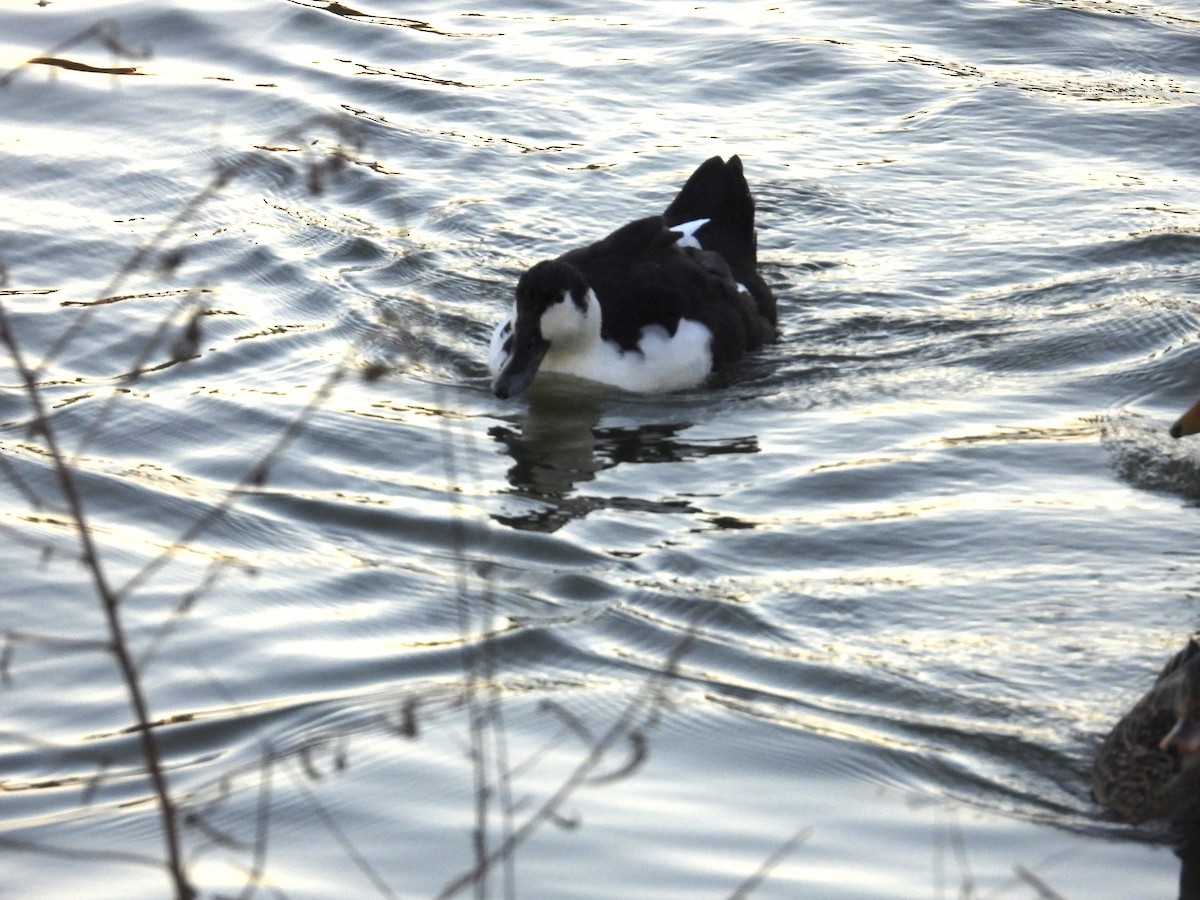 Mallard (Domestic type) - ML645992610