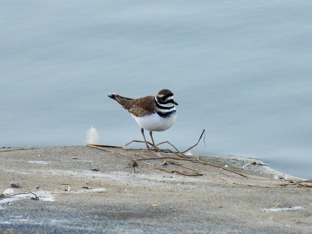 Killdeer - ML645992612