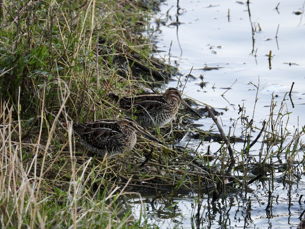 Wilson's Snipe - ML645992620