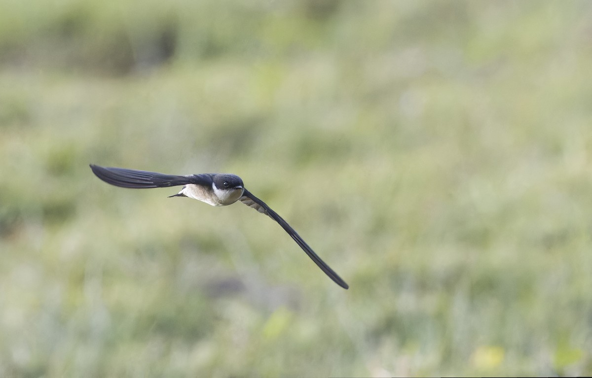 jiřička asijská - ML645992622