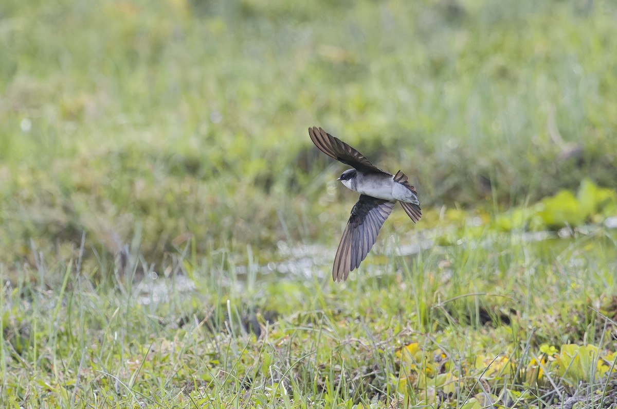 jiřička asijská - ML645992623