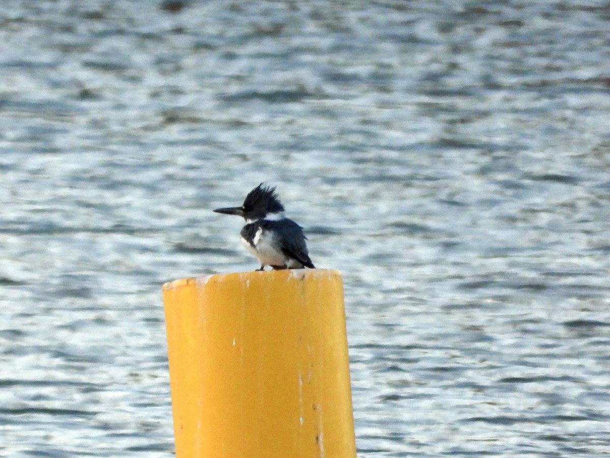 Belted Kingfisher - ML645992626