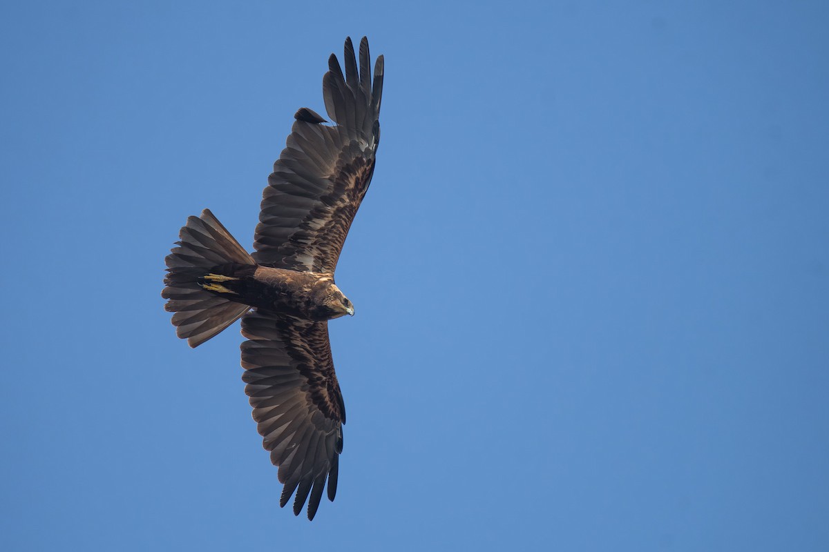 Western Marsh Harrier - ML645992627