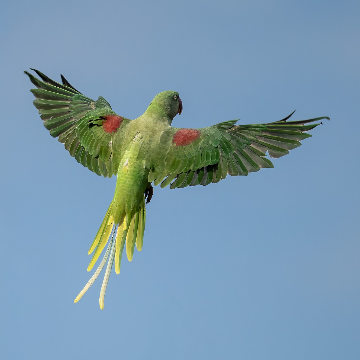Alexandrine Parakeet - ML645992630