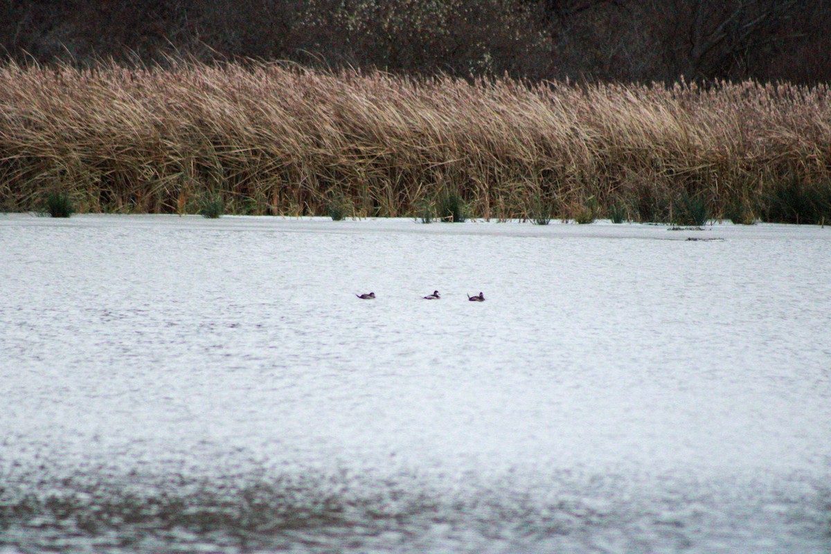 Ruddy Duck - ML645992638