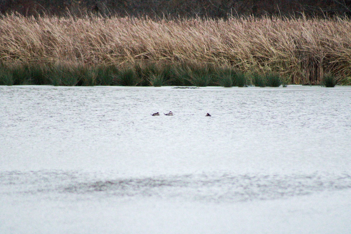 Ruddy Duck - ML645992639