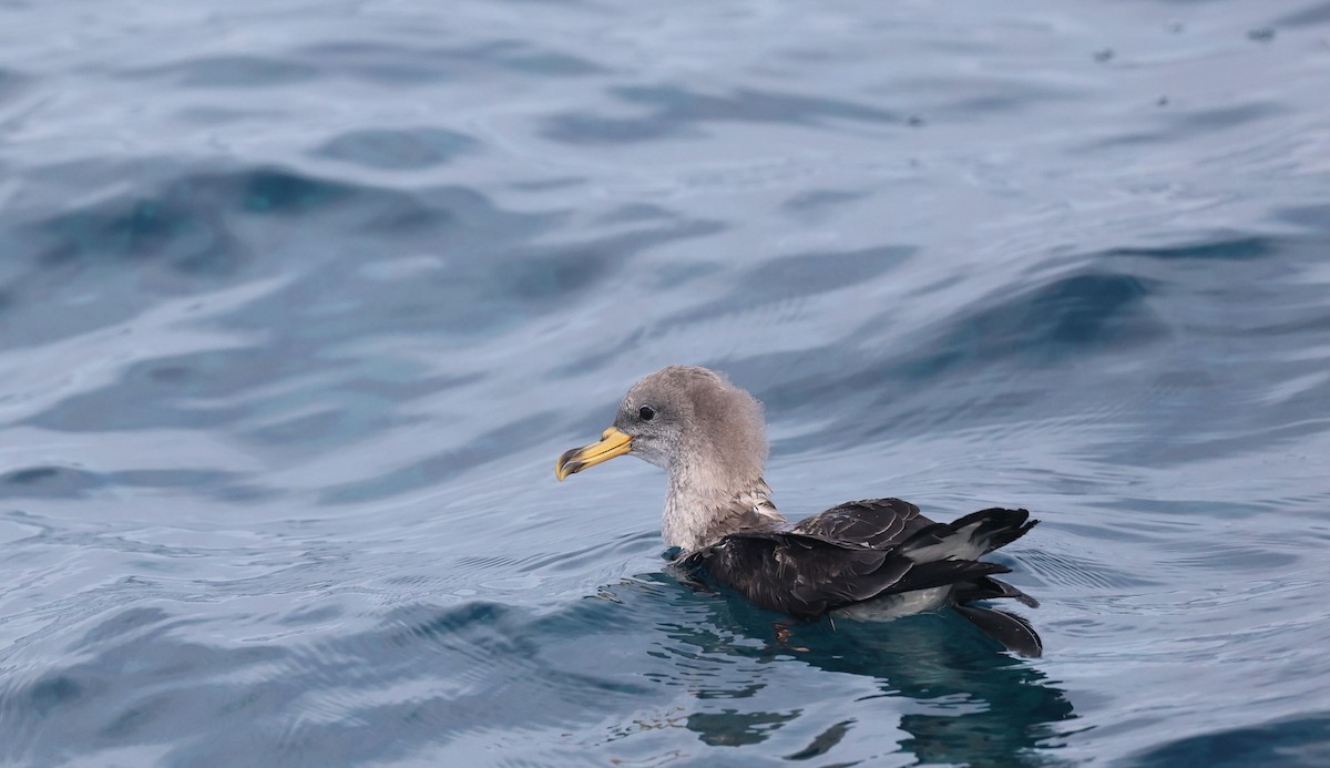 Scopoli's Shearwater - ML645992640