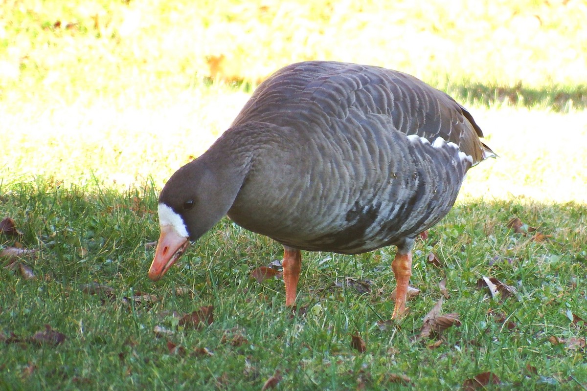 Greater White-fronted Goose - ML645992641