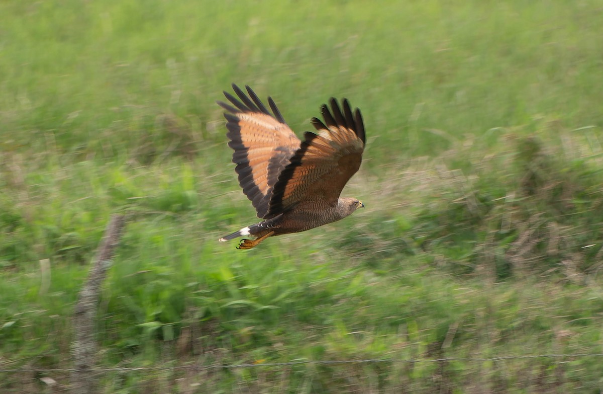 Саванный крабоед - ML645992645