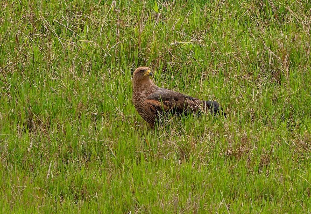 Саванный крабоед - ML645992646