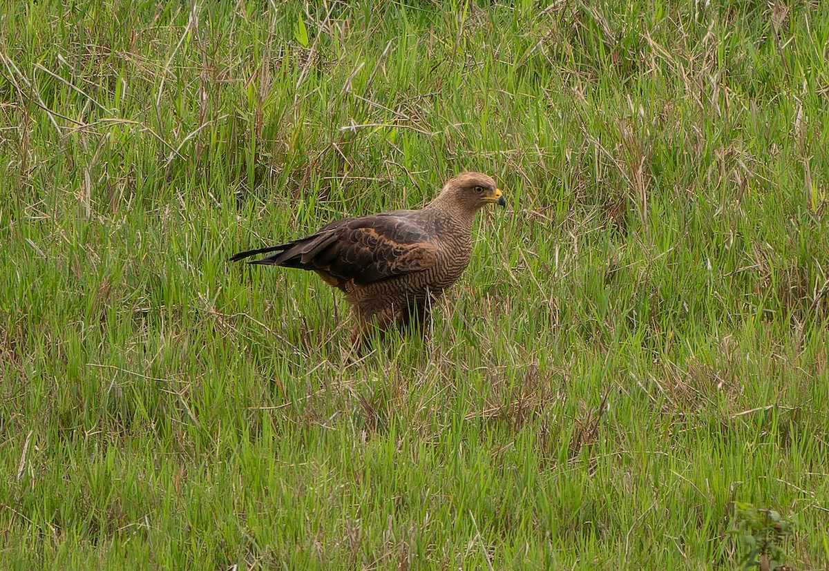 Саванный крабоед - ML645992647
