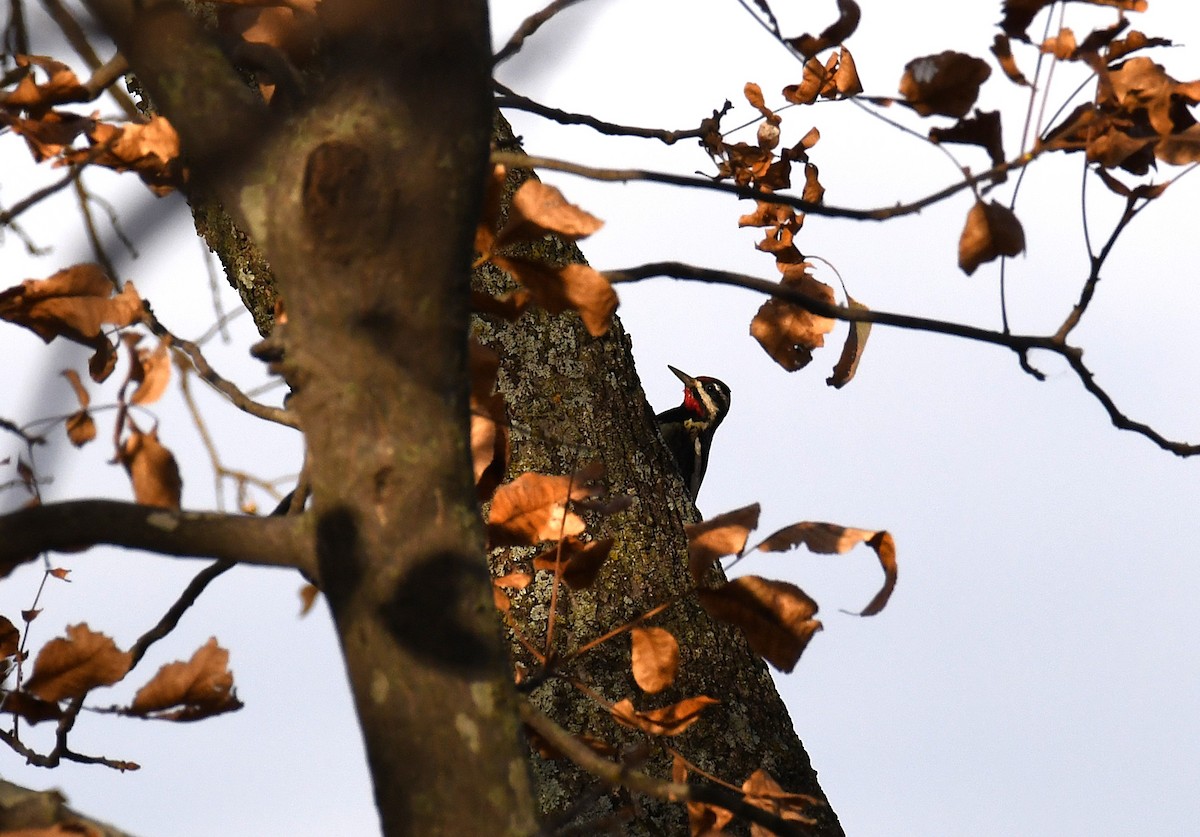 Yellow-bellied Sapsucker - ML645992648