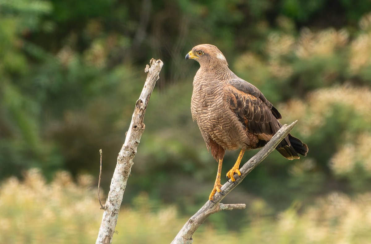 Саванный крабоед - ML645992668