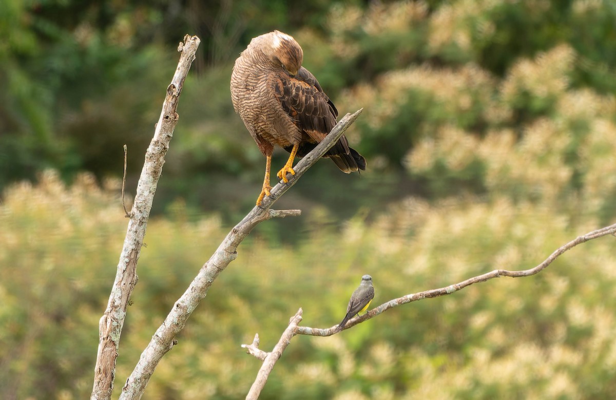 Саванный крабоед - ML645992669