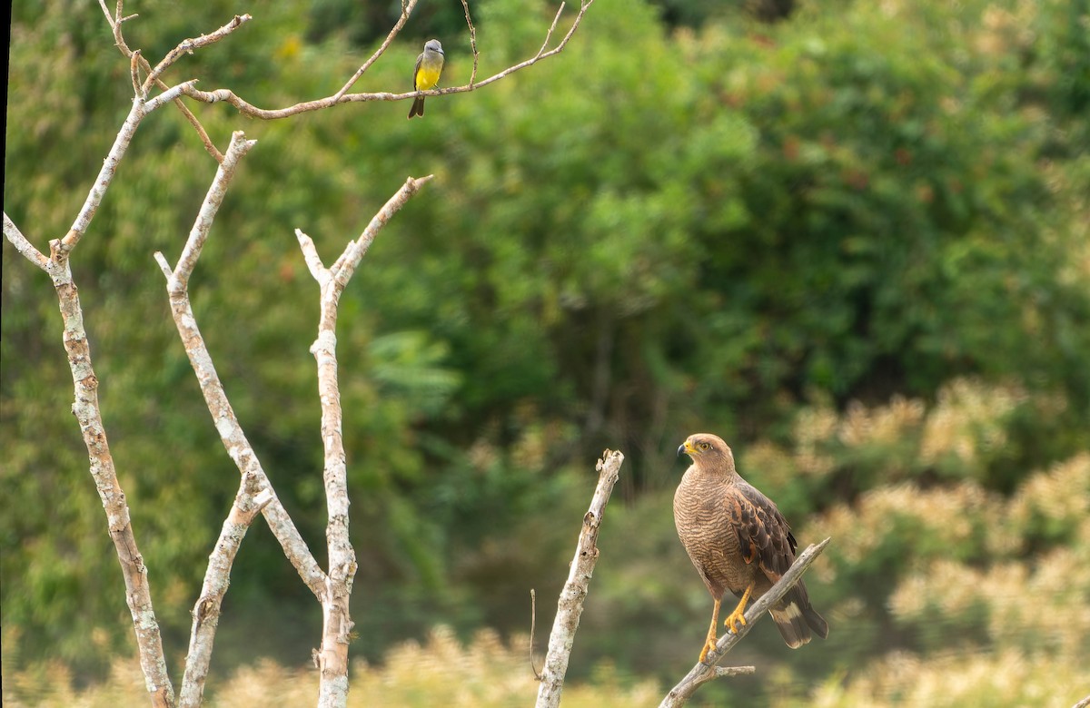 Саванный крабоед - ML645992670