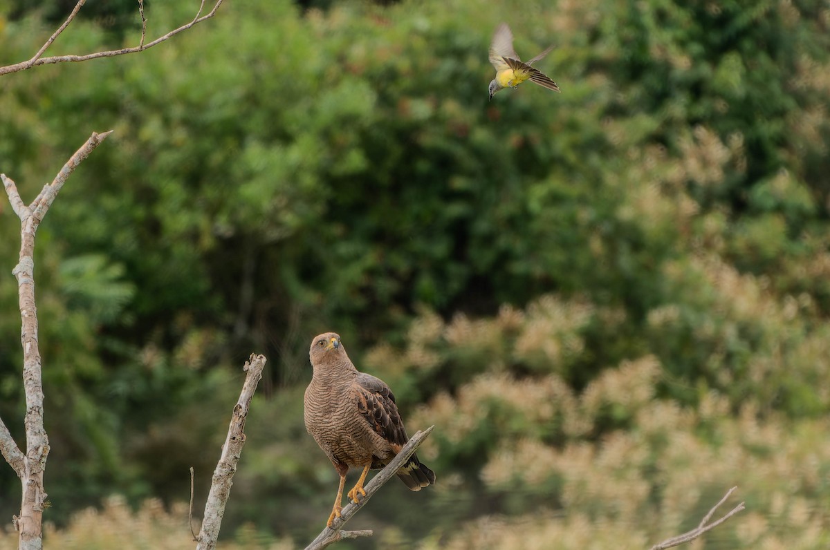 Саванный крабоед - ML645992671