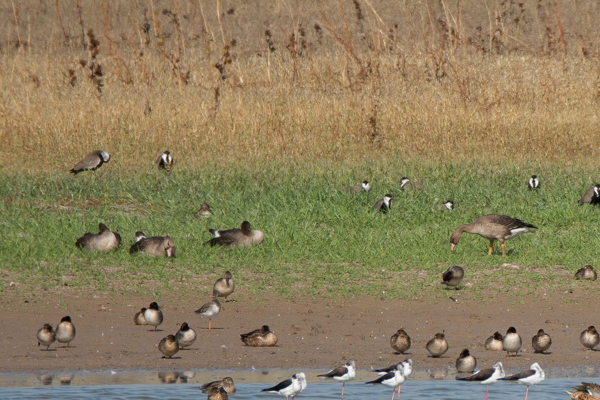 Greater White-fronted Goose - ML645992685