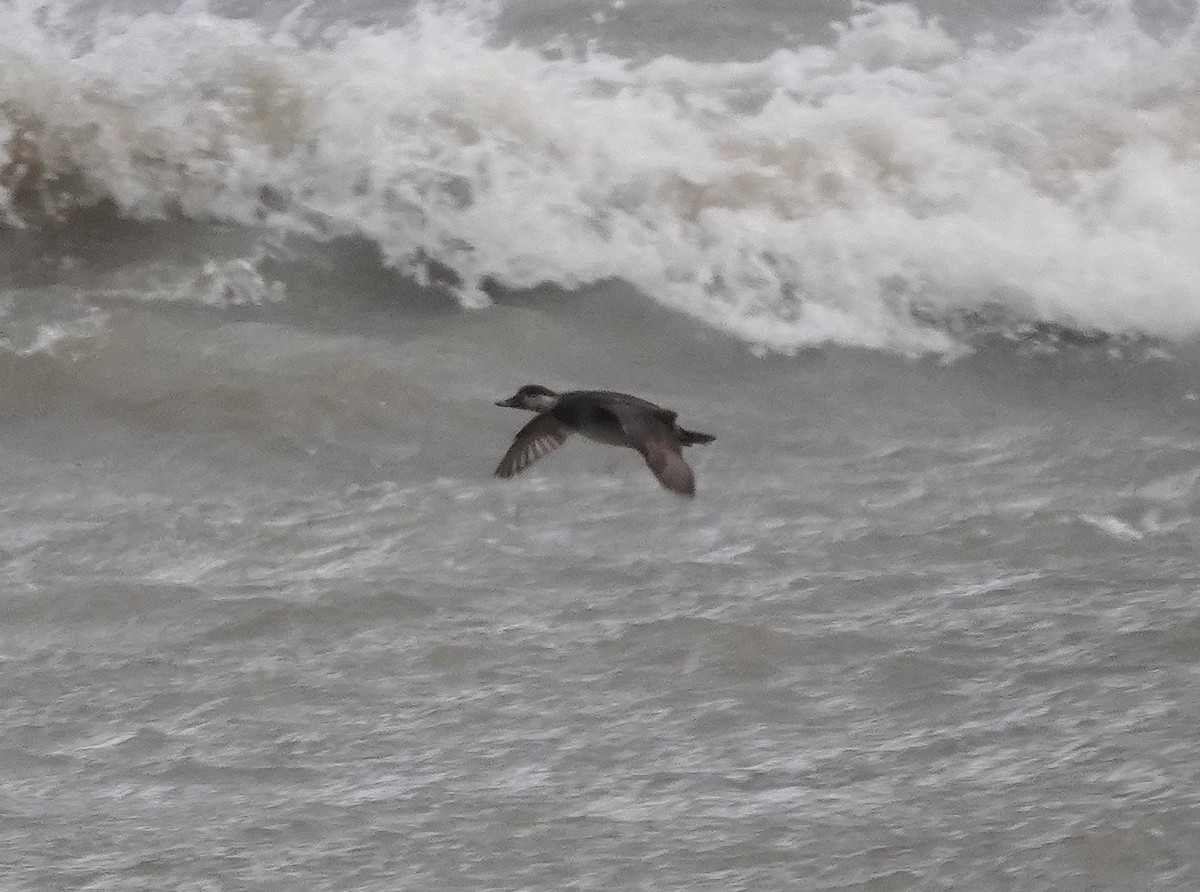 Black Scoter - ML645992696