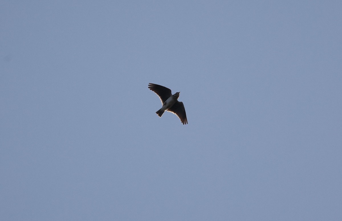 עפרוני ענק - ML645992711