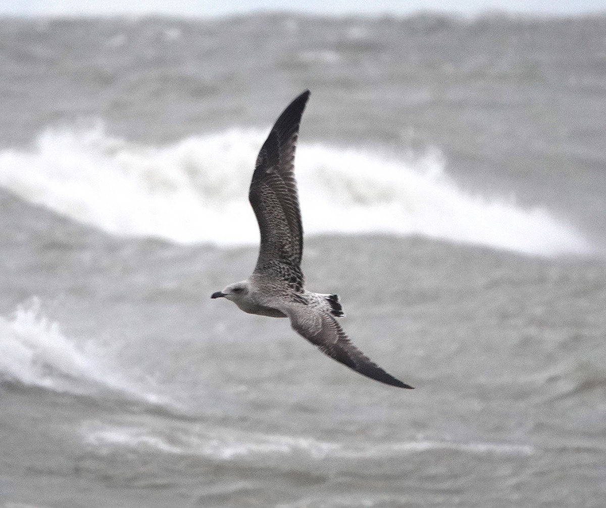 Lesser Black-backed Gull - ML645992712