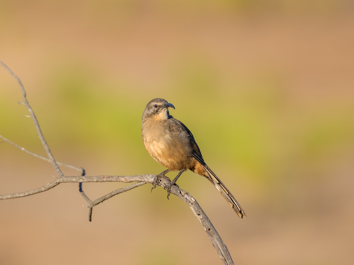 California Thrasher - ML645992727