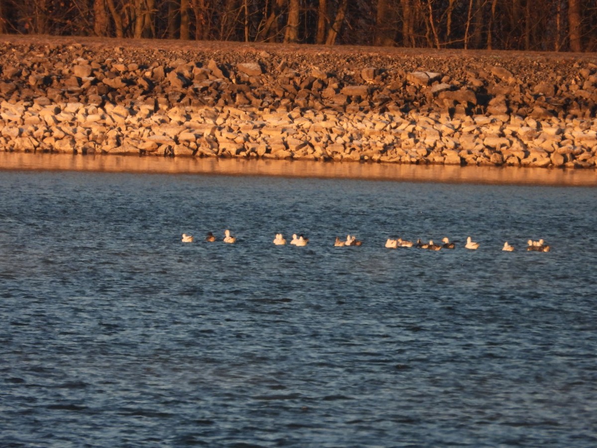 Snow Goose - ML645992732