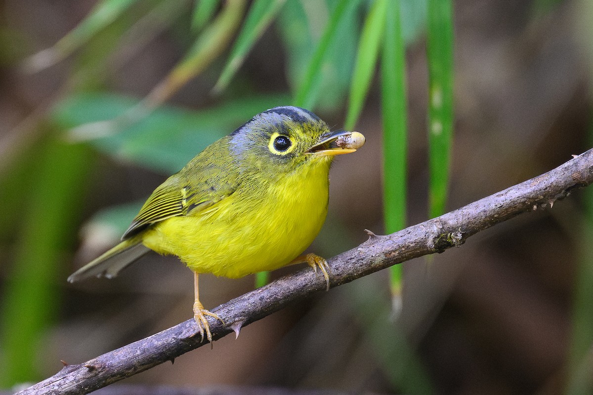 White-spectacled Warbler - ML645992737