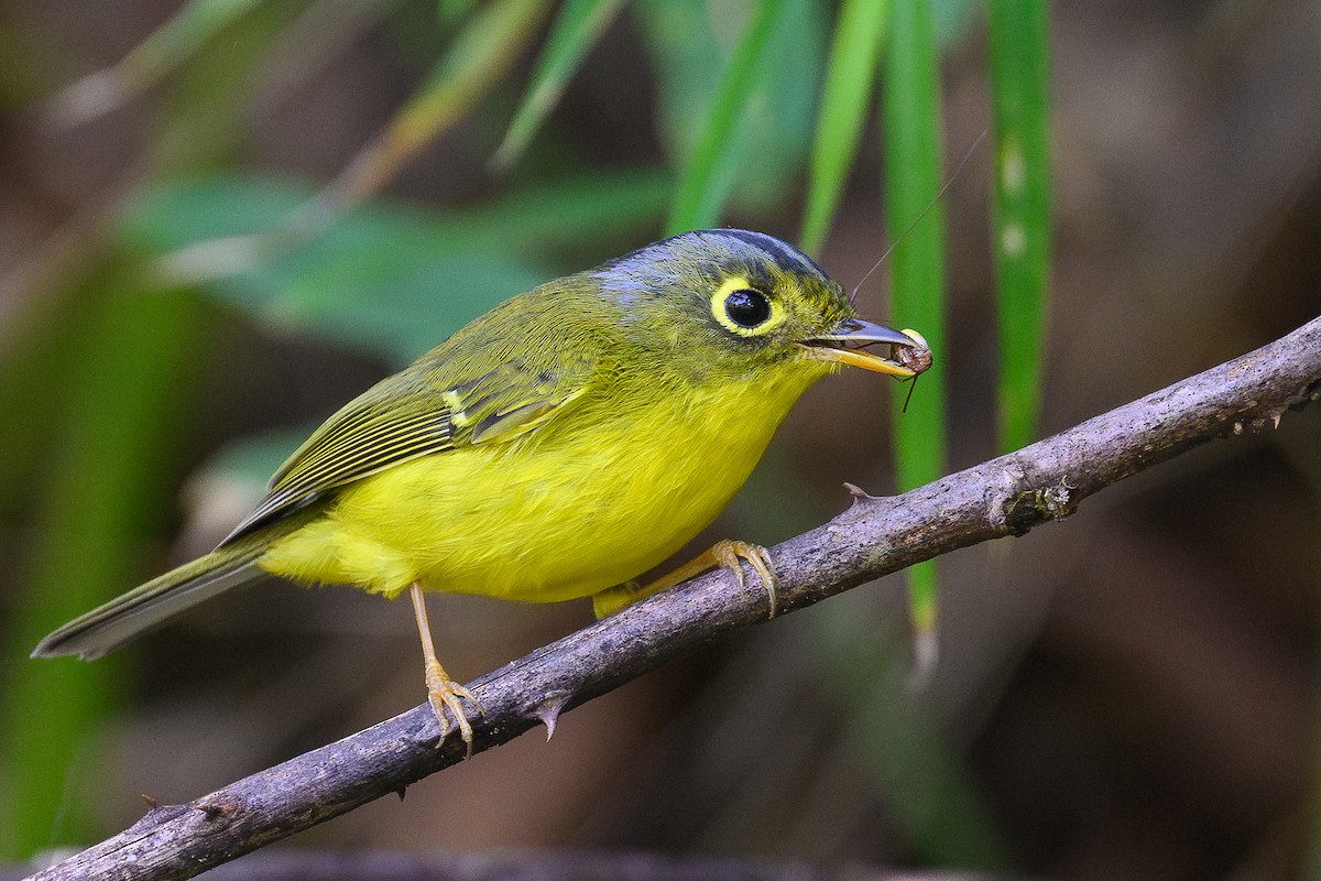 White-spectacled Warbler - ML645992739