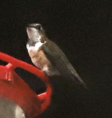 Rufous Hummingbird - ML645992740