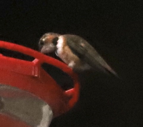 Rufous Hummingbird - ML645992741