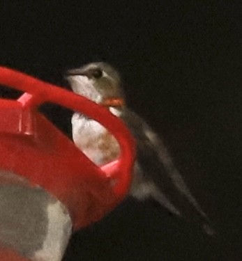 Rufous Hummingbird - ML645992742