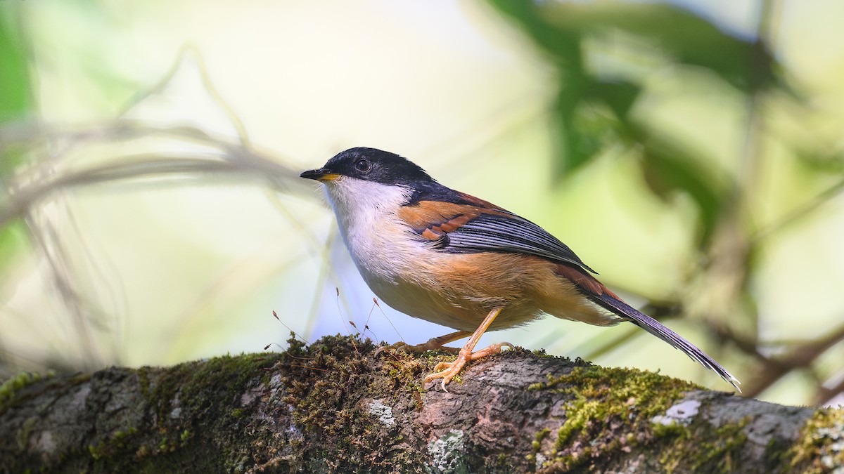 Rufous-backed Sibia (Rufous-backed) - ML645992744