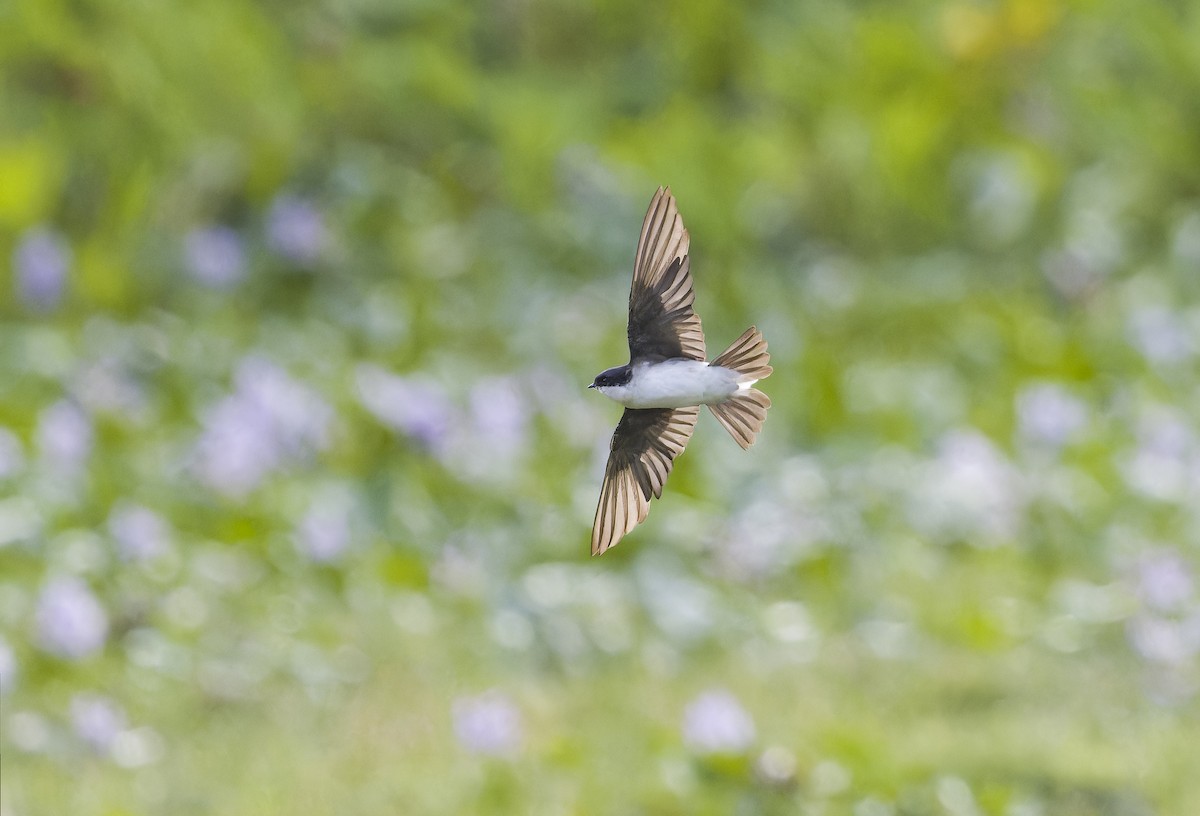 jiřička sibiřská - ML645992745