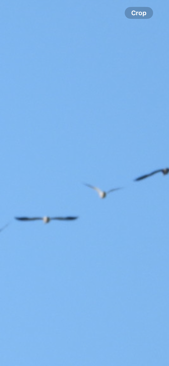 Ross's Goose - ML645992749