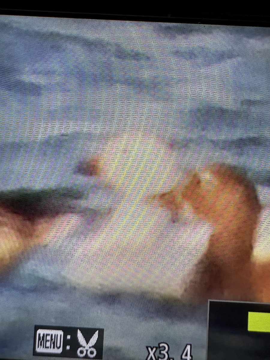 Ross's Goose - ML645992751