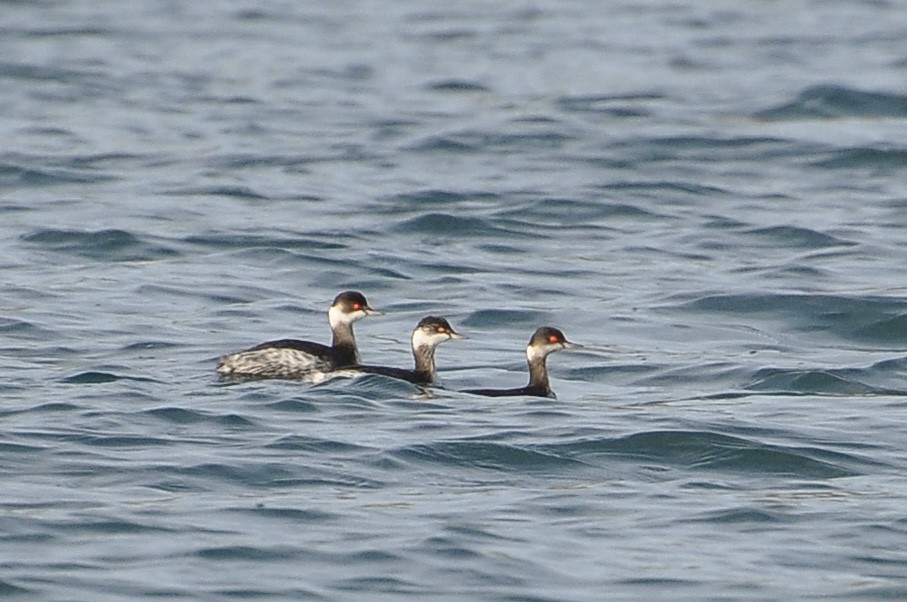 Eared Grebe - ML645992752