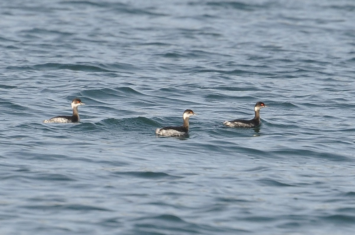 Eared Grebe - ML645992753